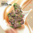 Sherb Cream Pie
