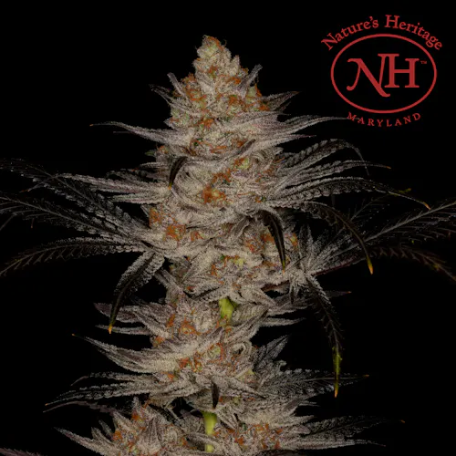 Orange Chemeleon + Lilac Diesel 7g – Natures Heritage Double Fresh Duos-1