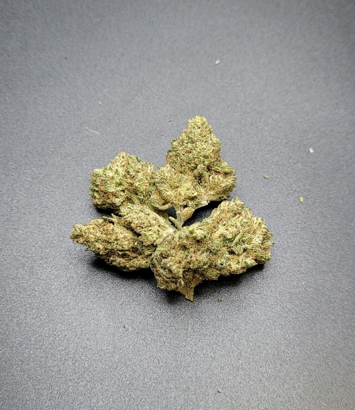 Photo of Silver Shelf – Grandi Guava (H)