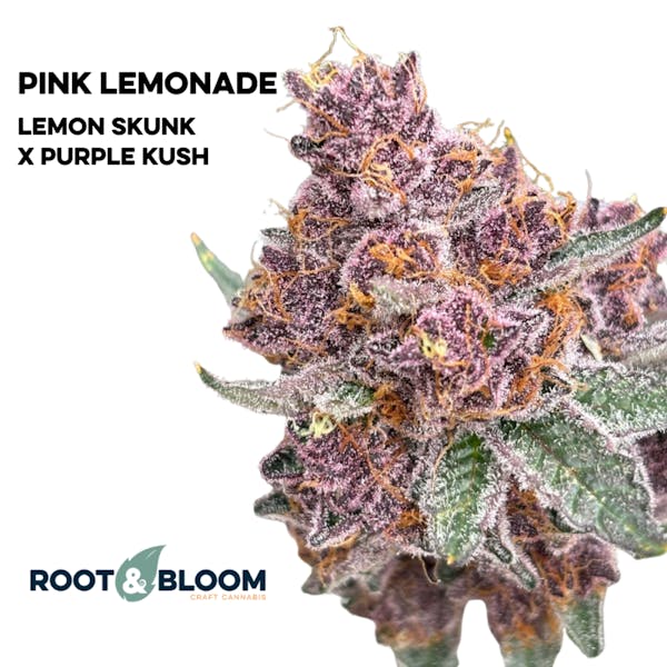 Pink Lemonade - 3.5g Flower - Root & Bloom