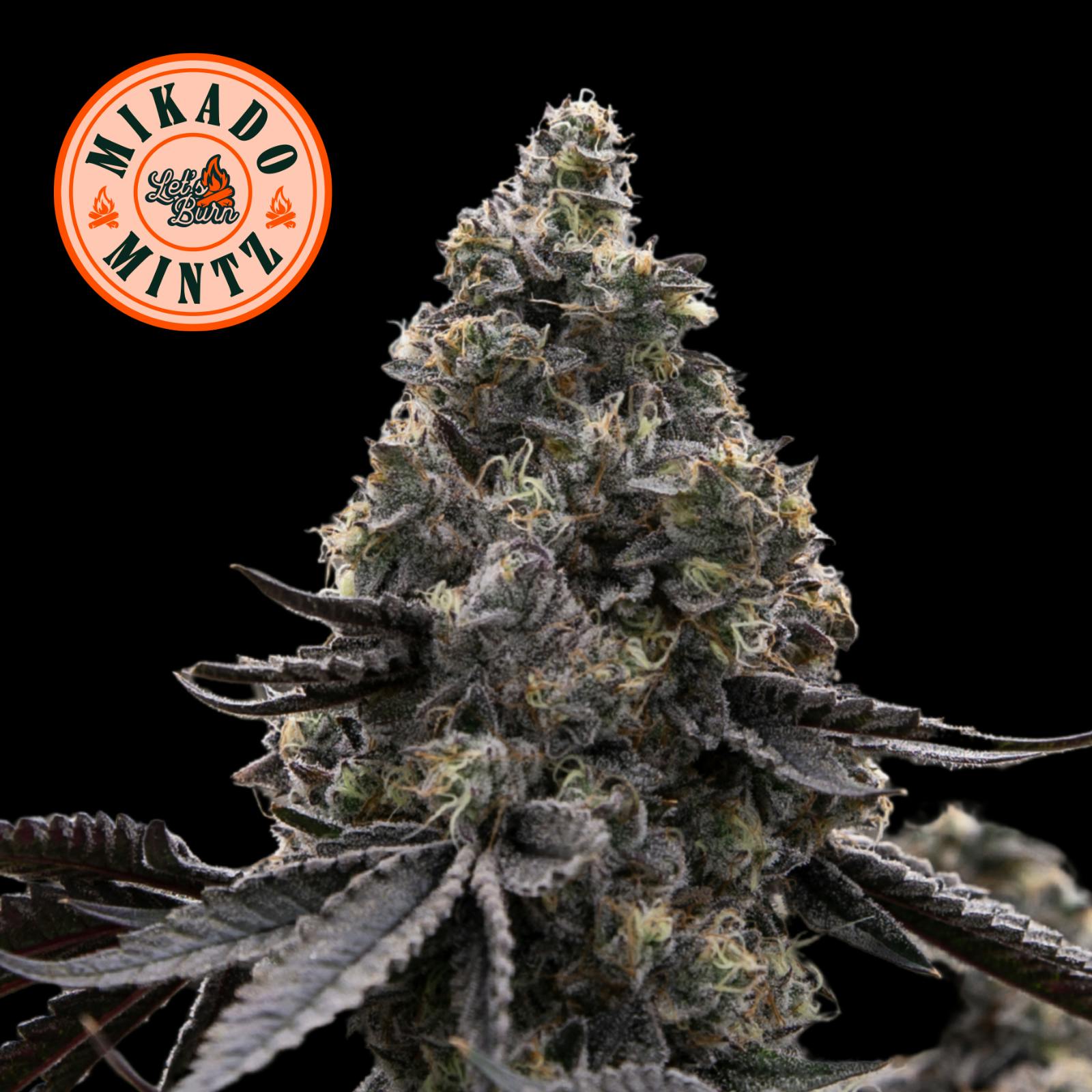 Mikado Mintz Flower T27.78 (00002) | Still River Wellness