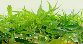 Clones category image