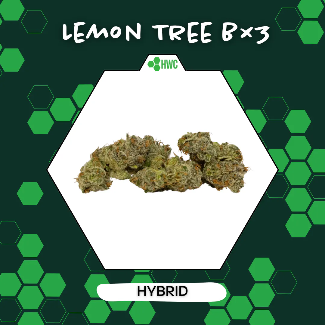 Herbal Wellness Center - North | Cannabis Dispensary