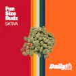 Daily! Smooth Sailing Fun Size Budz