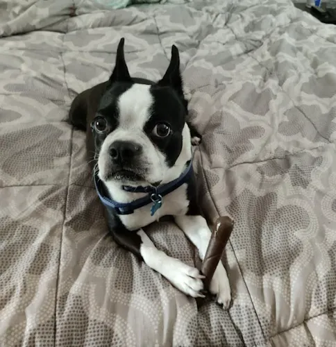 Puff Palz | Doggie Doob-2