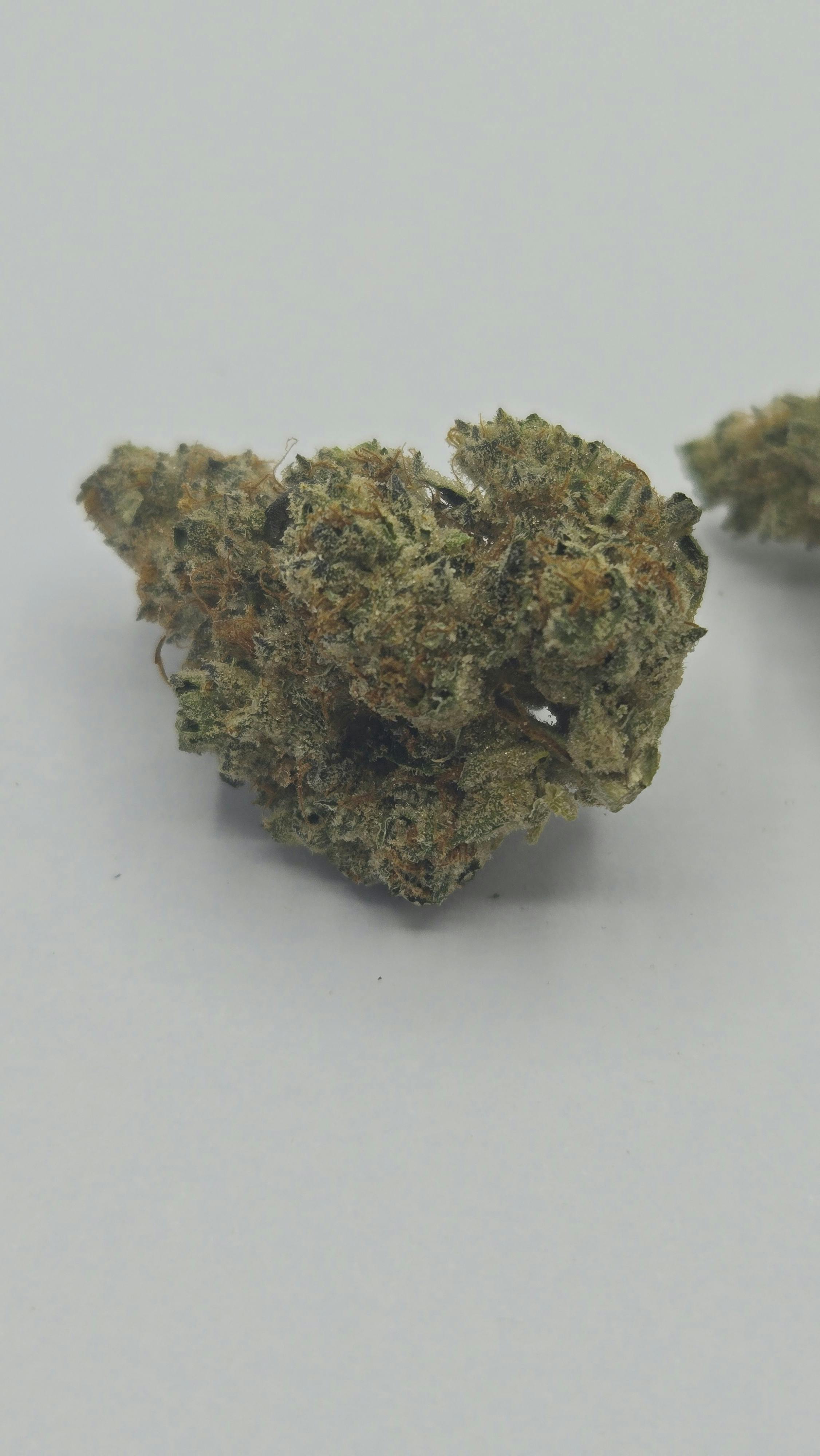 Possum | Farm Science