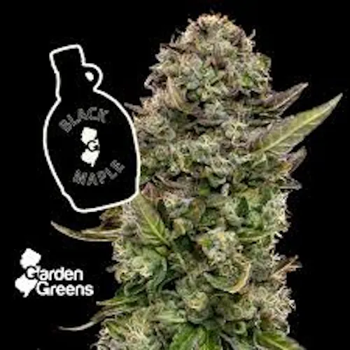 Black Maple 5-Pack-1