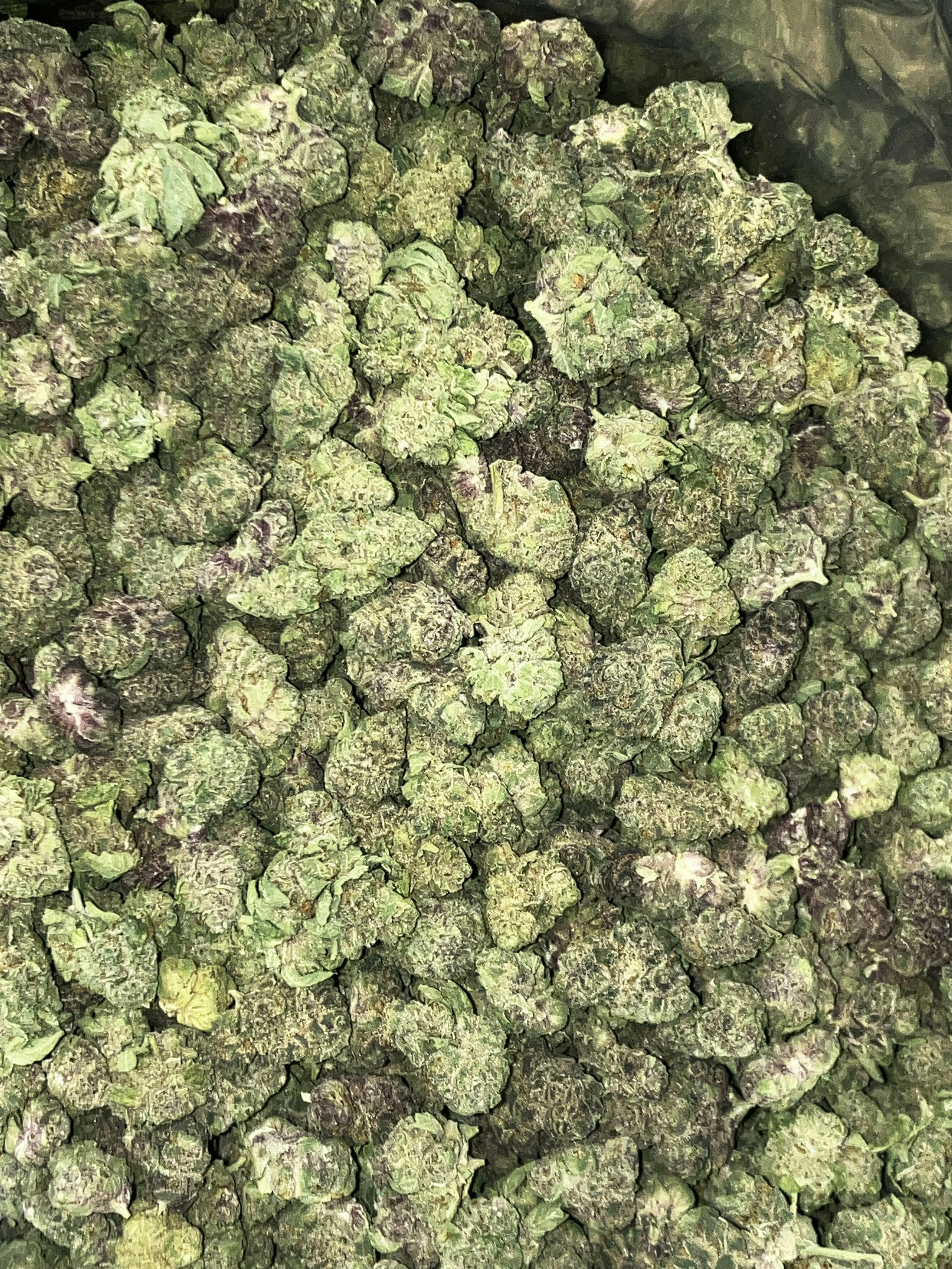 Jet Fuel Runtz | Pleasantrees