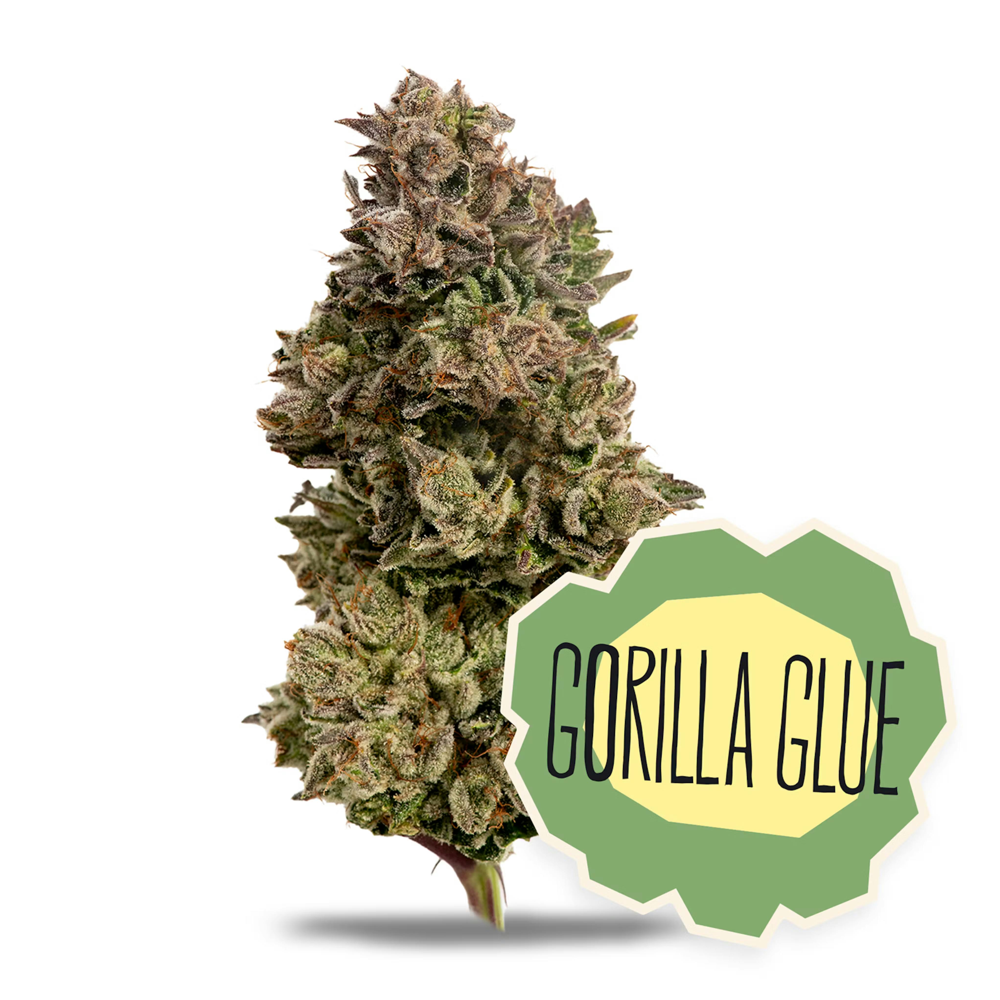 District Cannabis Gorilla Glue #4 SMALLS & UNTRIMMED - Cookies