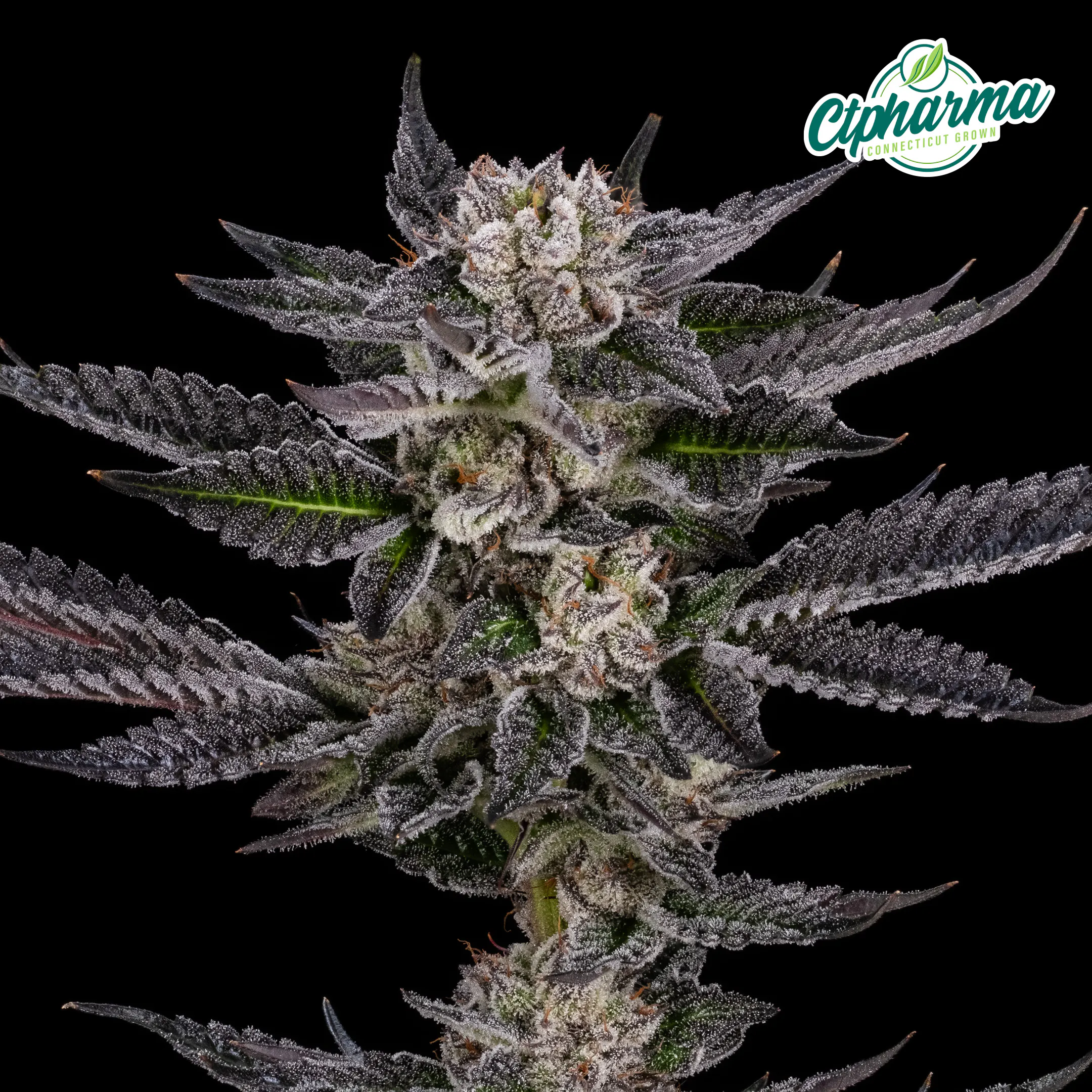 Jokerz Flower I 26746 | Crisp - Trumbull