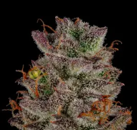 Flower category image