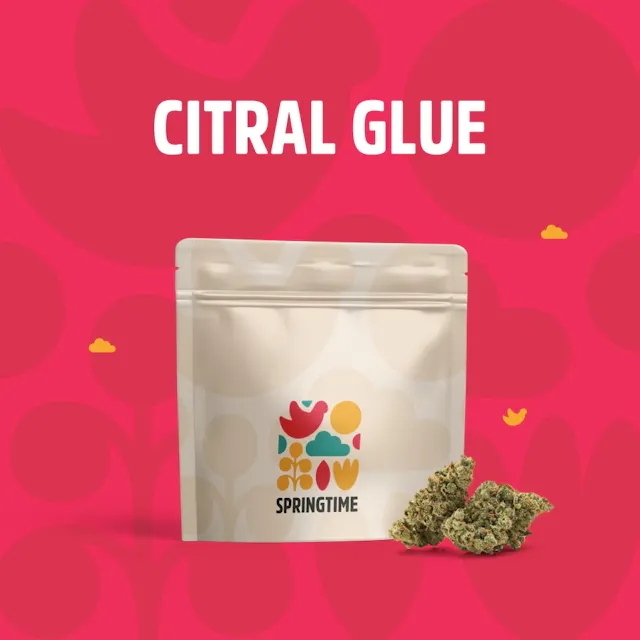 Springtime Flower Citral Glue 3.5g (indica hybrid, whole flower)