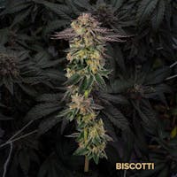 Product Biscotti | Bulk Flower