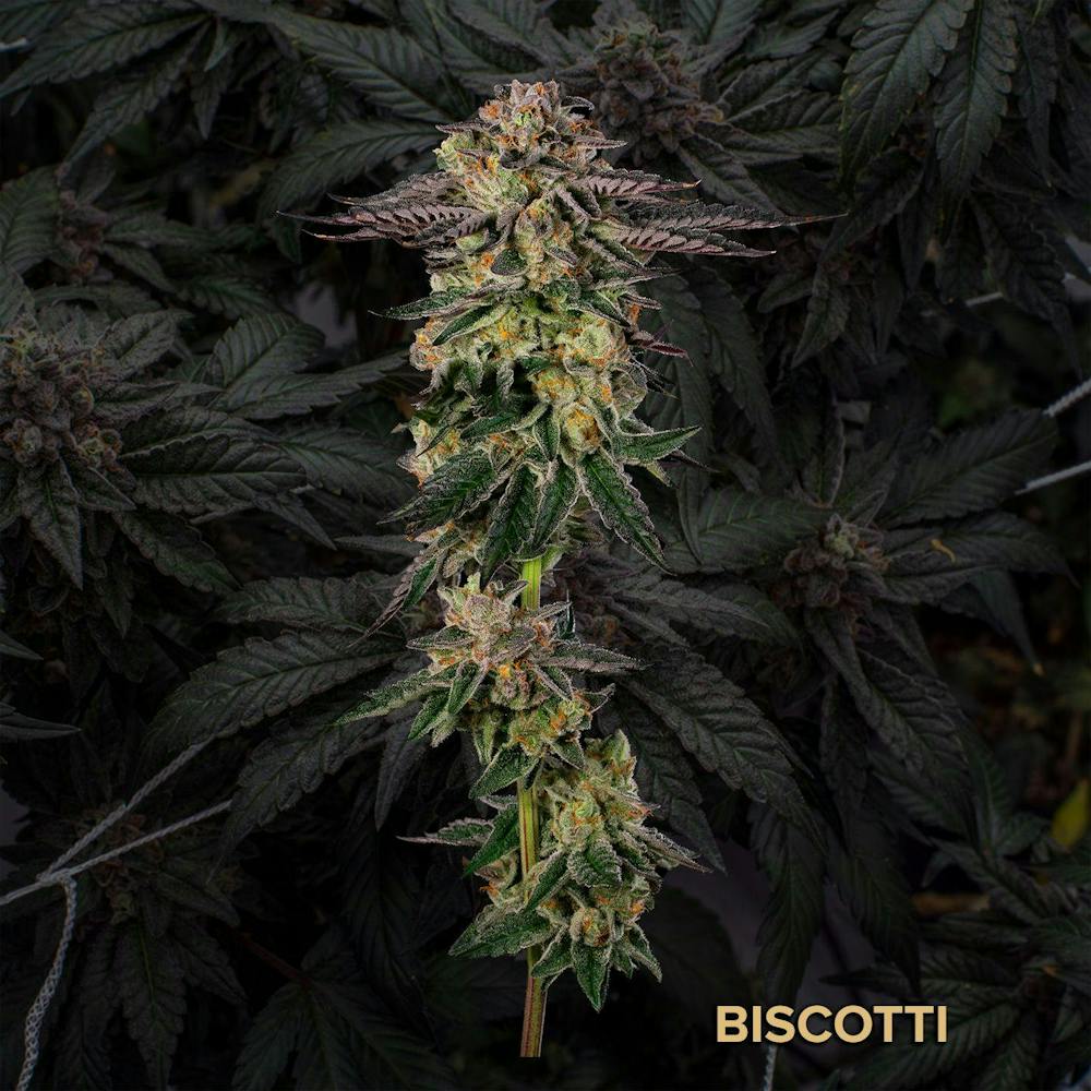 Product Biscotti | Bulk Flower