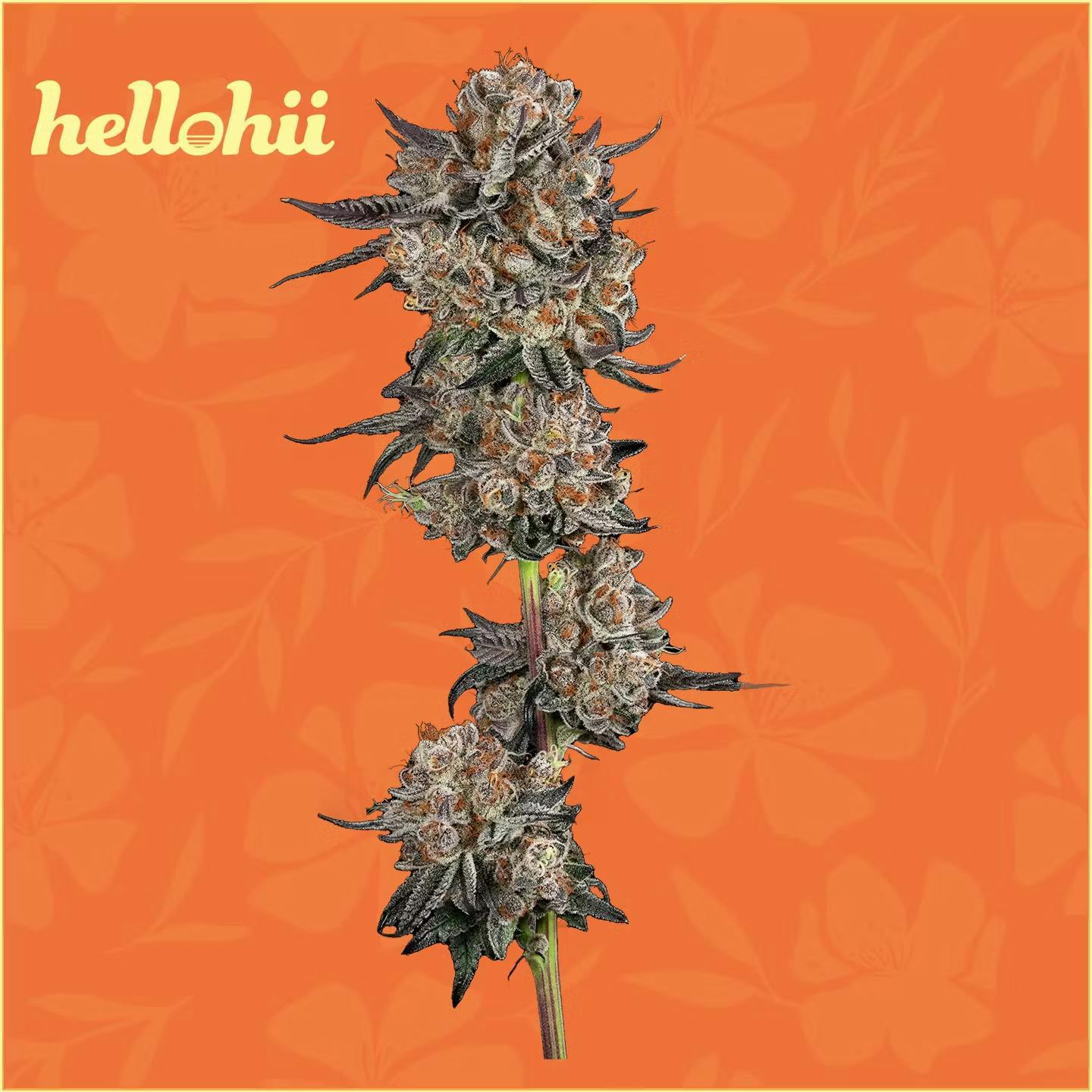 hellohii - Flower 3.5g - The Soap