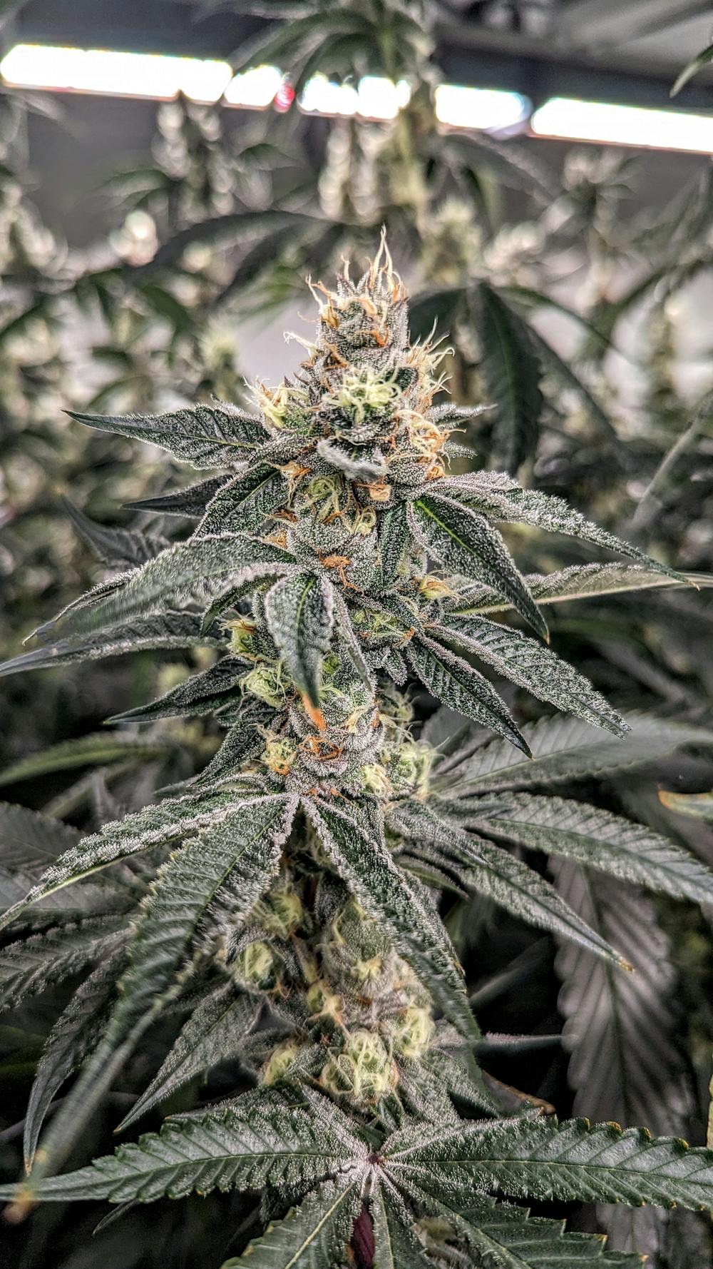 High Mark Provisions Jelly Pancakes Provincetown, MA Hennep