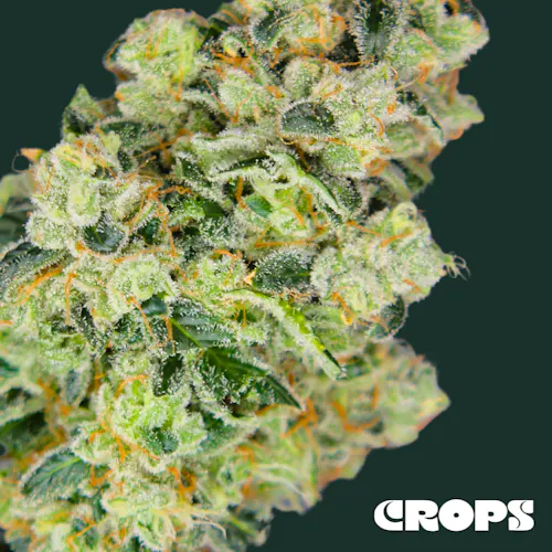 Crops | Preroll | Starfire Chem BX | 1g-1
