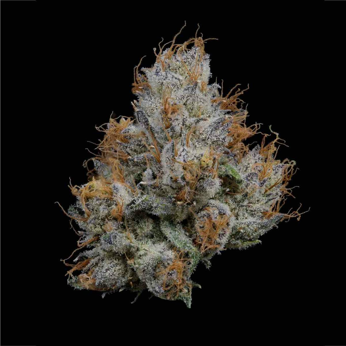 Photo of Lemon Cherry Gelato