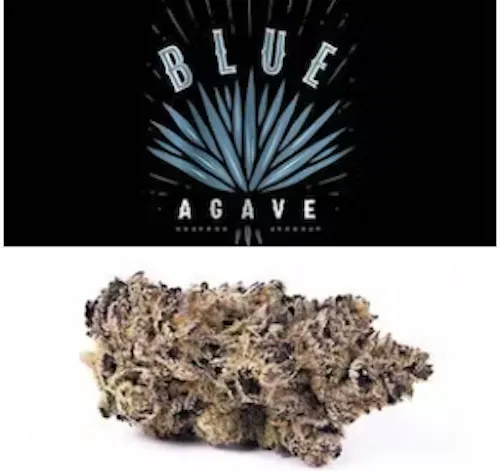 Cookies Blue Agave Flower-1