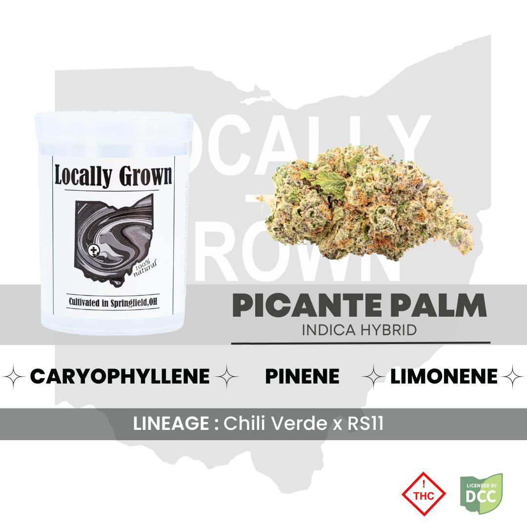 Picante Palm (Hybrid) - 2.83 - LG | Pure Ohio Wellness (Dayton)