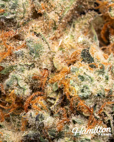 Hamilton Farms | Russian Snow | Pre Roll 5pk/2.5g-2