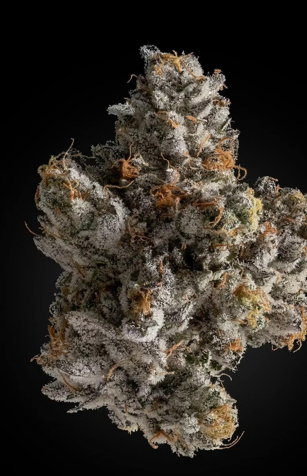 Priscilla's Garden Mule Fuel