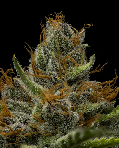 Full Tilt | Black Cherry Punch | Flower | 3.5g-2