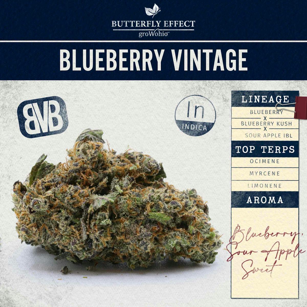 image of Blueberry Vintage
