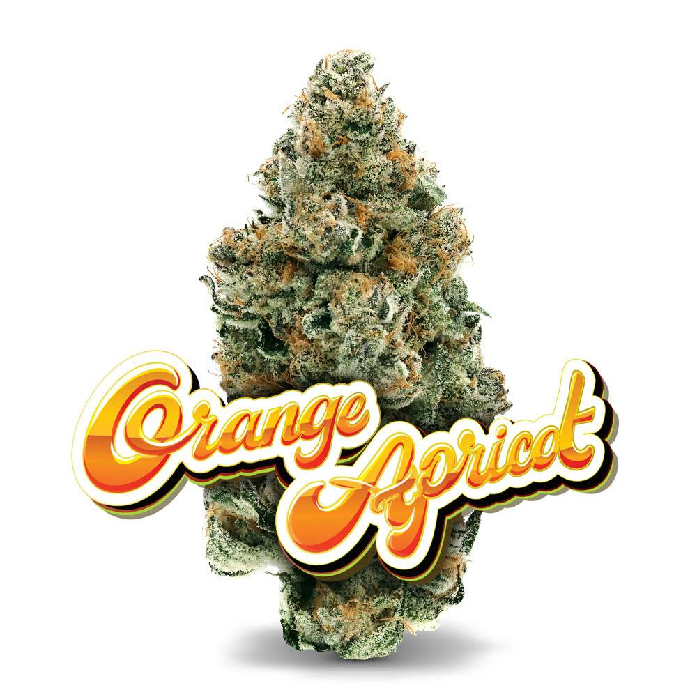 Shop Orange Apricot - Premium Flower in Bonita Springs | Jungle Boys