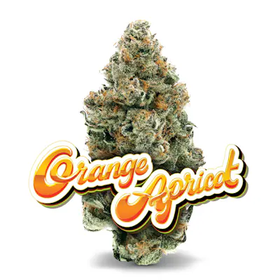 Orange Apricot - Premium Flower