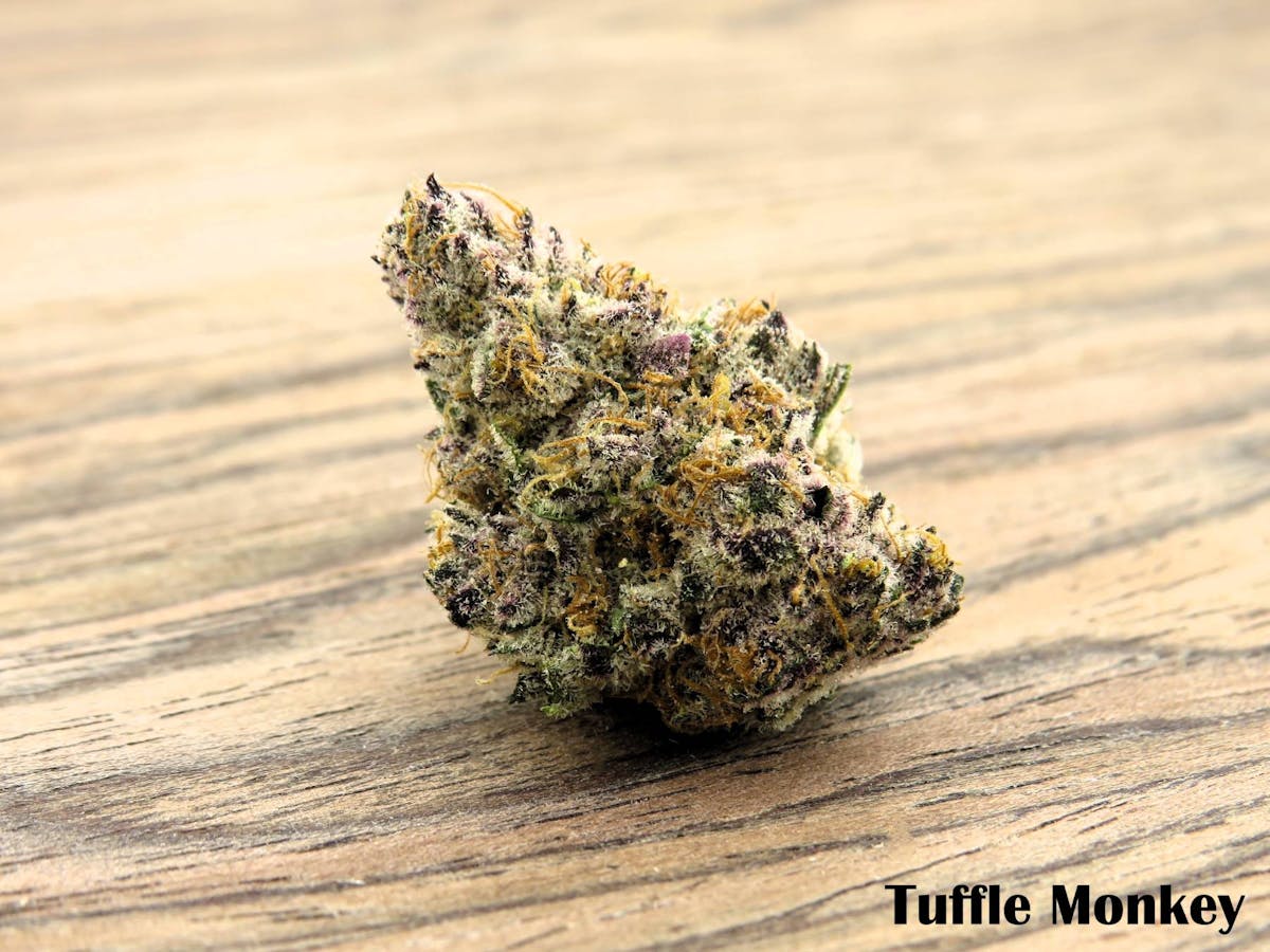 Photo of Truffle Monkey