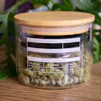 Glass Stash Jar