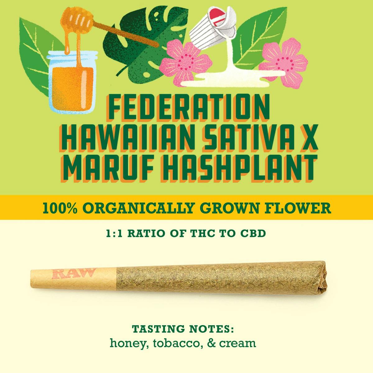 Federation Hawaiian Sativa x Maruf Hashplant | 1:1 | 2 Pack