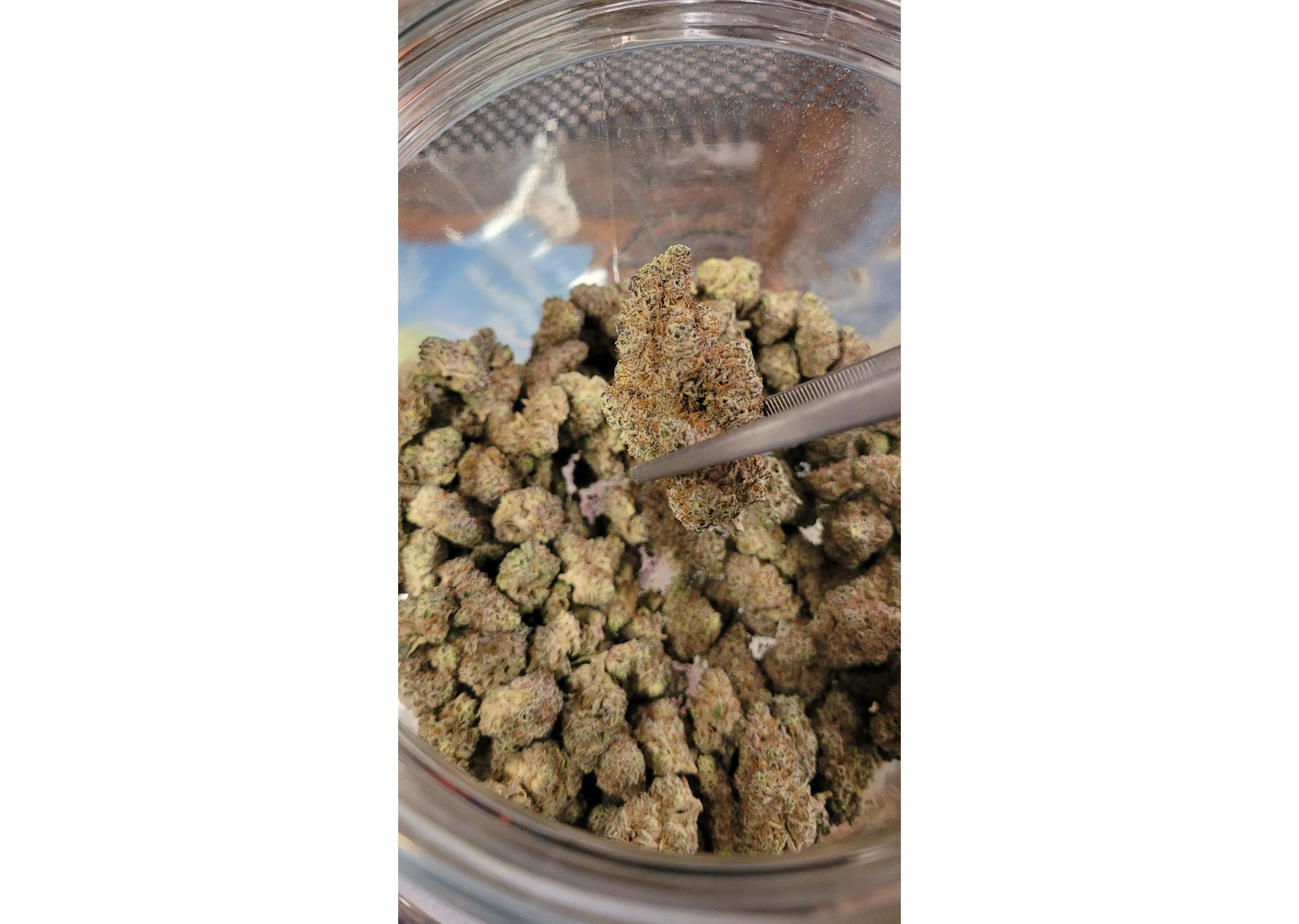 Purple Cherry Ripple grown by Green Castle at Castle Cannabis