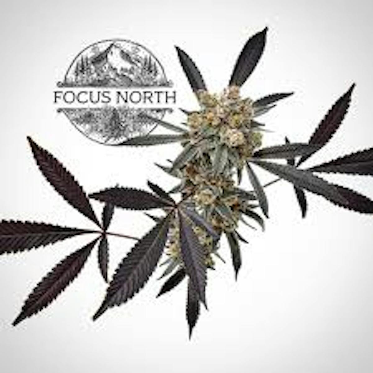 Photo of Now N Later Preroll 8 Pack (Focus North)