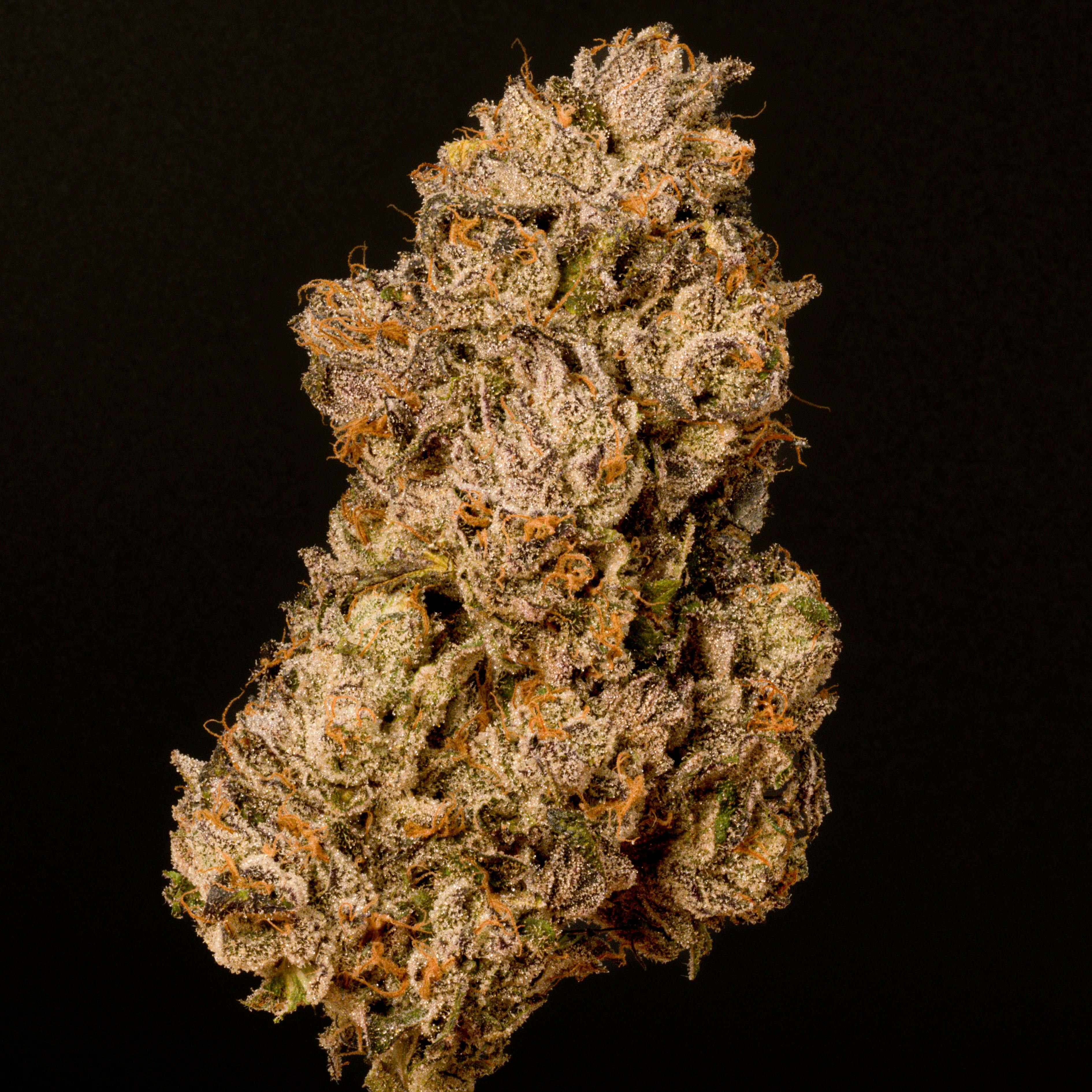 Photo of Zapacka Sherb Cream Pie 3.5g