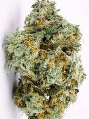 Product: Frosted Tips | Rare Michigan Genetics