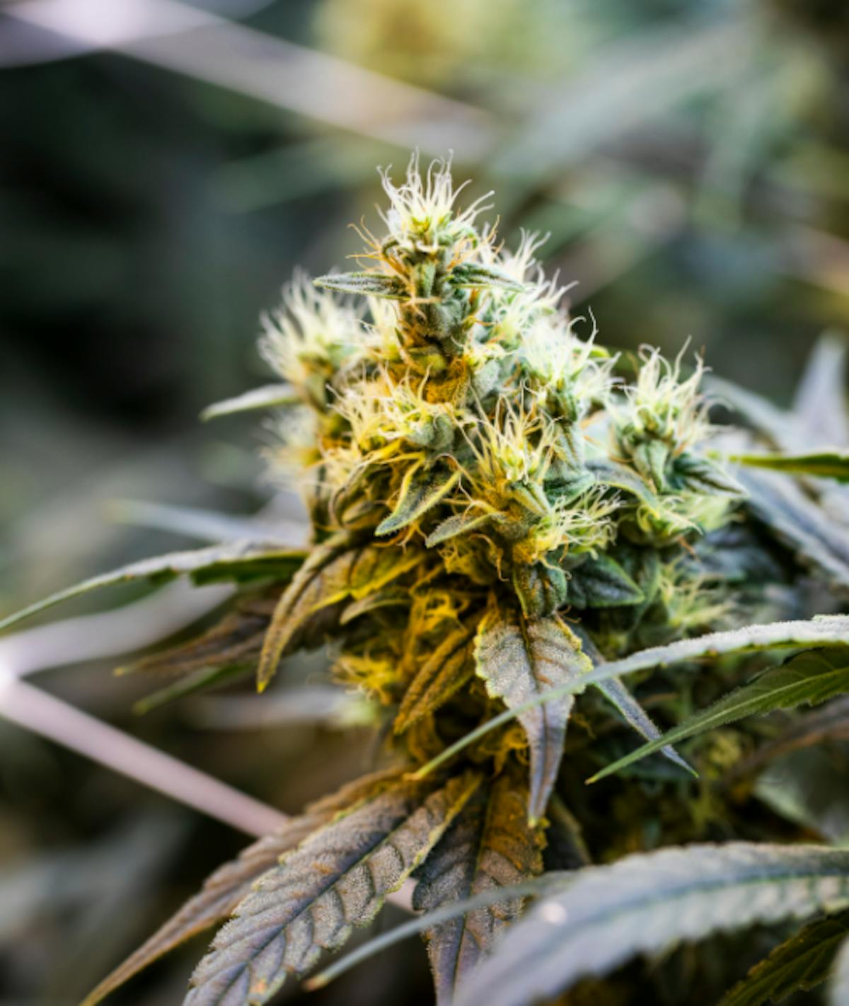 Photo of Papusas 7g Jar The Heirloom Collective