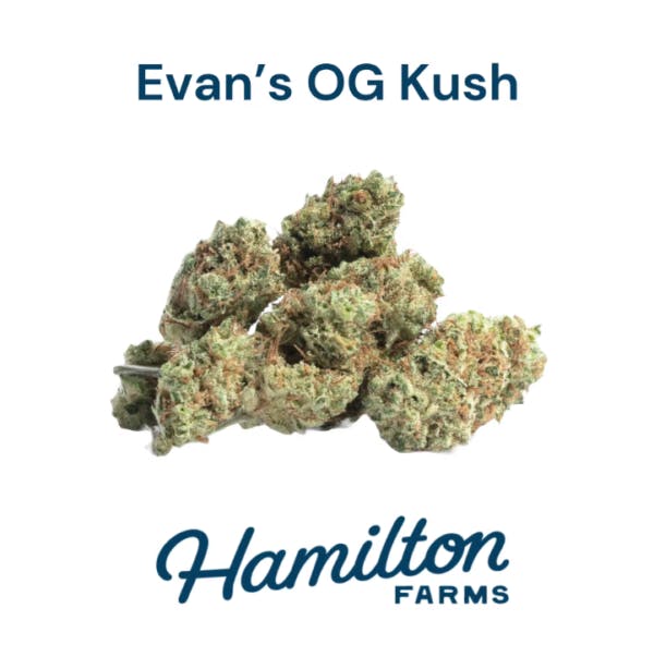 Evan's OG Kush