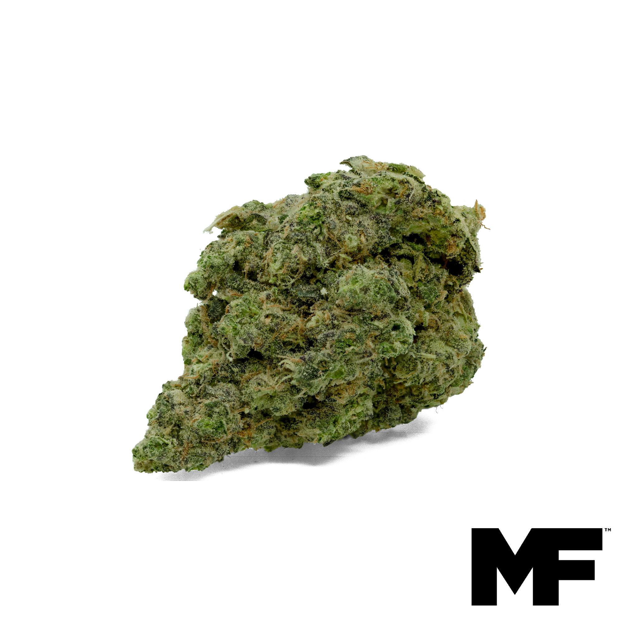 GMO-Lato Flower