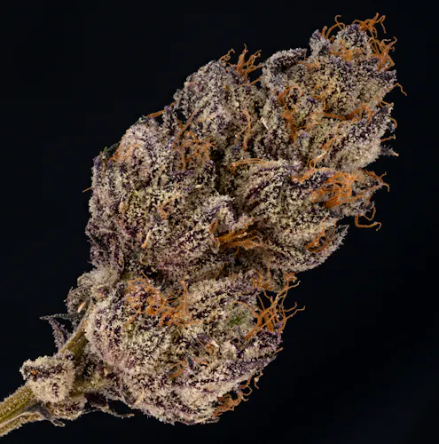 Purple Splash | 3.5g-active