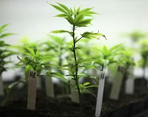 Exotic Nurseries - Single Clone - Animal Cocktail