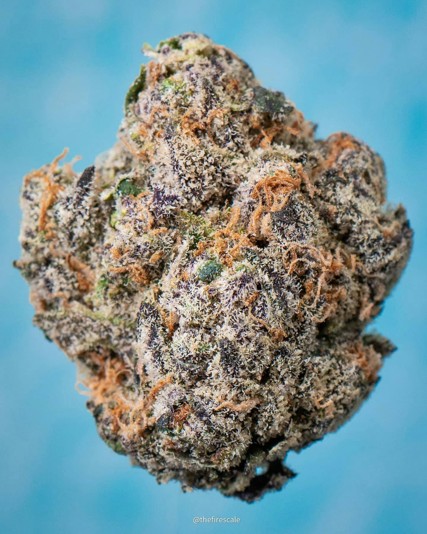 Platinum Shelf – Quicksand (I) 1g Flower | Cherry |
