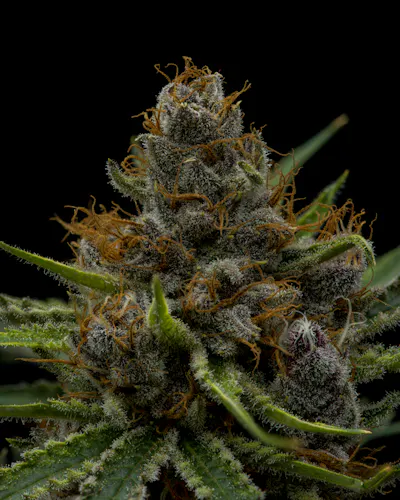 Full Tilt | Black Cherry Punch | Flower | 3.5g-4