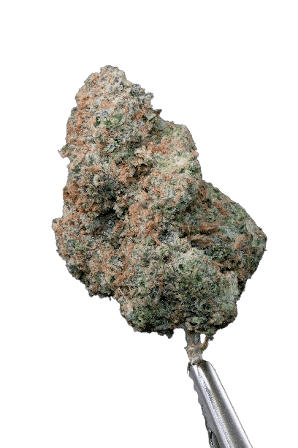 Image of Hell On Wheels House “Small Bud” Flower