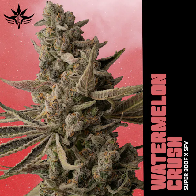 EV Family Farms Flower Watermelon Crush 7g (sativa hybrid)