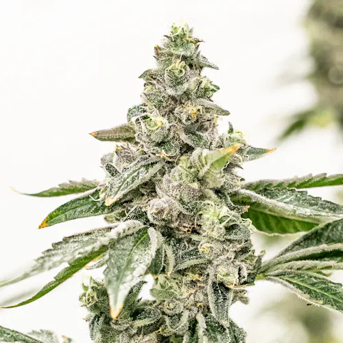 Guava Lava-1