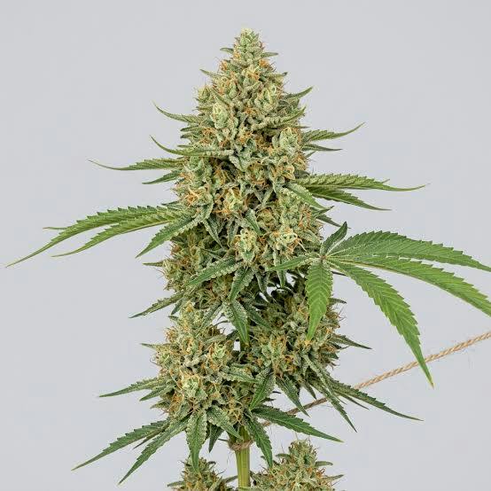 BHL | Bulk Bud - Mixie