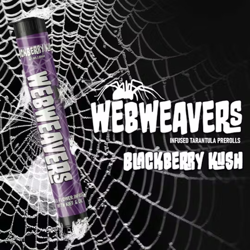 Web Weavers Tarantula | Blackberry Kush