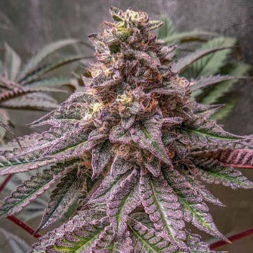 GNG | Lava Cake | Flower - 3.5g